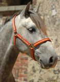 osmanne_miniature