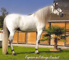 enganoso_miniature