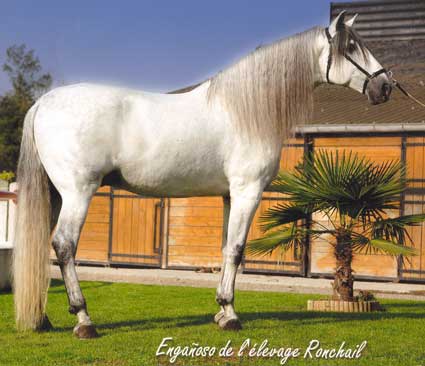 enganoso_grand