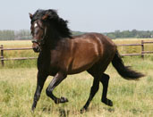 selano_miniature