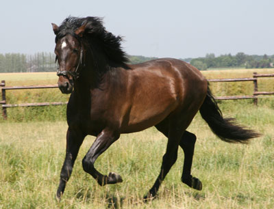 selano_grand