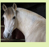 victoriosa_miniature