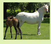 victoriosa_miniature